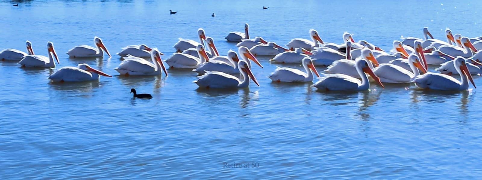 Retire at 50 image of pelicans on Lake Chapala